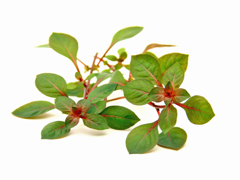 Kleine tiefrote Ludwigie - Ludwigia sp. mini Red